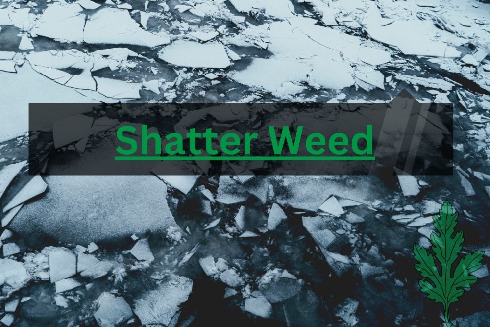 Shatter Weed